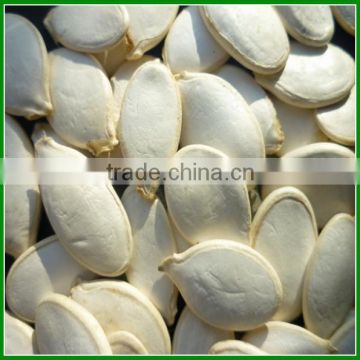 Hot Sale Best Quality and Cheap Snow White Pumpkin Seeds more than 13 cm