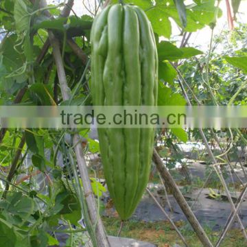 HBG02 Biaoshi 26 to 30cm in length ,Light green OP bitter gourd seeds