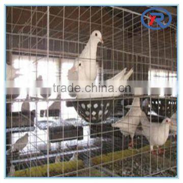 High Quality Low Carbon Bird Cage Mesh/welded Wire Mesh photo-4
