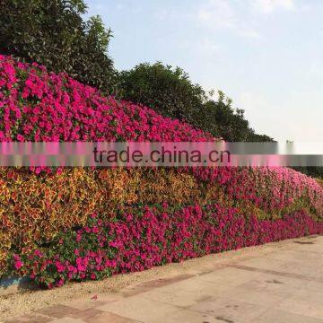 Garden Decorative Plastic Planter Pots Wall Planters SL-YT5030 photo-4