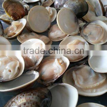 New Produce Frozen Hard Clam With Shell in Good Quality photo-3