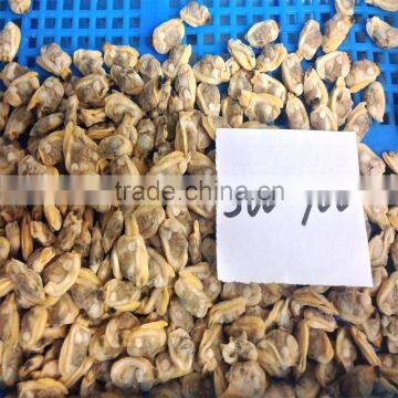 Tasty Best IQF Baby Clam Without Shell photo-5