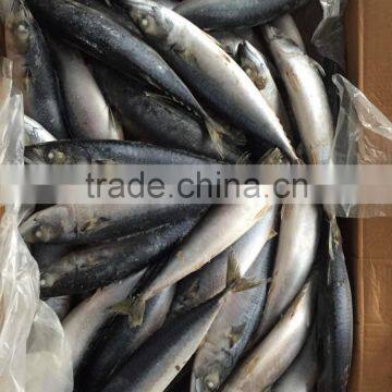 Frozen Mackerel 300-400g 2016 photo-6
