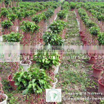 ficus cage shape farm