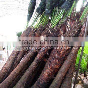 livistona chinensis 2m trunk height