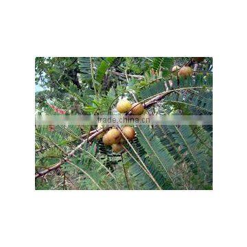 Triphala Extract photo-2