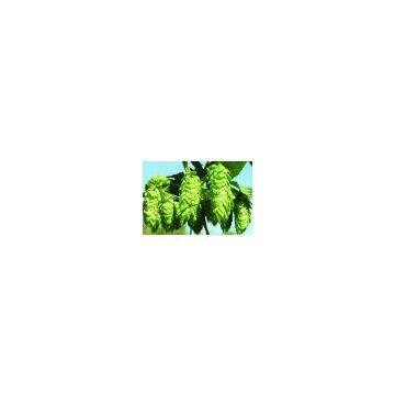 high-quality xanthohumol  / Hop Flower Extrat