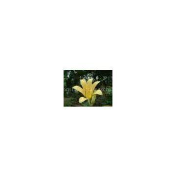 Galanthamine Hydrobromide