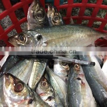 Frozen seafood horse mackerel with China exports 140 - 200 g/ pcs