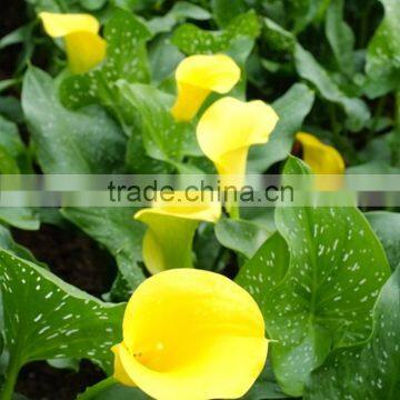 Fresh color new products yellow calla lily plant