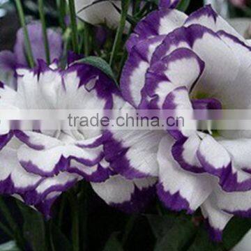 Fashionable stylish cut eustoma fresh flowers