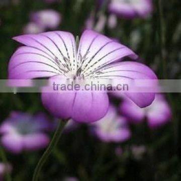 Common Comcockle,Agrostemma githago L,flower seed,herb seed,vegetalbe seed,fruit seed,grass seed