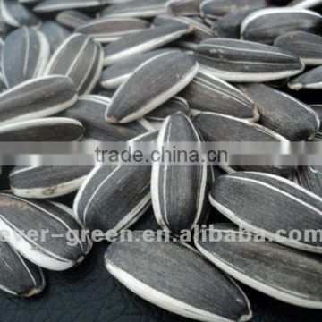 new crop Inner Mongolia Sunflower seeds 363