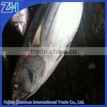 import export seafood fish wholesale frozen skipjack whole round, sea food frozen skipjack tuna price