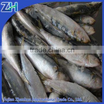 all types of sardine mackerel price frozen sardine