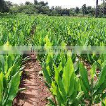 Suvimie Turmeric Powder photo-5