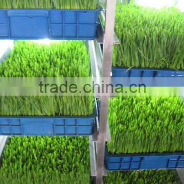 Hydroponics Animal Fodder Machinprofessional Automatic Oat Rooting Machine /bean Budding Machine/animal Fodder Sprouting Machine photo-4
