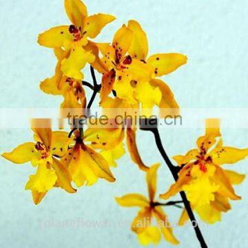 Quality Wholesale Yellow Natural Orchid Flower With 0.3kg/bundle From Yunnan, China