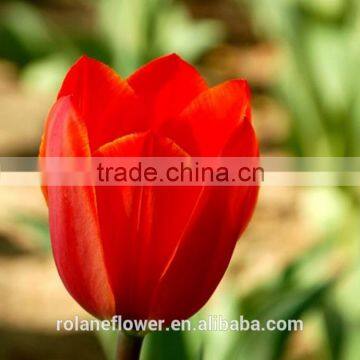 china wholesale best quality fresh cut red flower tulipa for festival decor