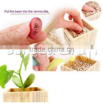 Novelty Desktop Gifts Magic Growing Message Beans for Promotion photo-4