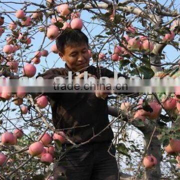 fresh fruit red Fuji apple