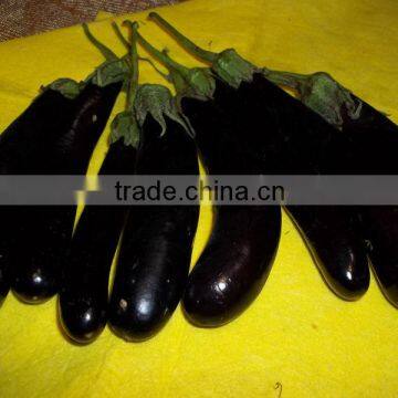 Eggplant