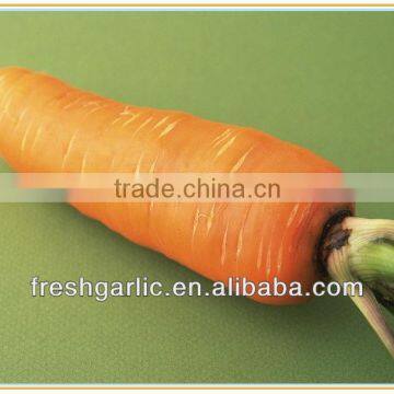 High quality/yield sale fresh frozen carrot seed