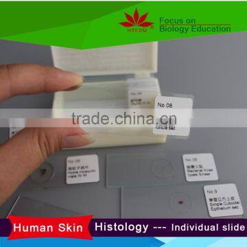 Skin biopsy shows the sweat gland Human hair follicle Sec Individual microscope prepared slide