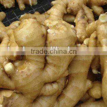 Chinese Low Price Ginger