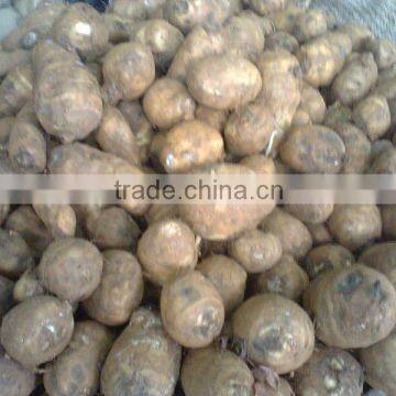 Taro roots