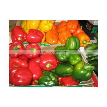 fresh capsicum