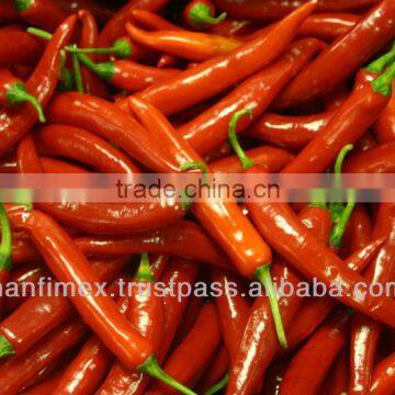 VIETNAM FRESH RED CHILLI WITH BEST PRICE