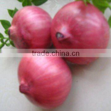 Red Onions Fresh Onions