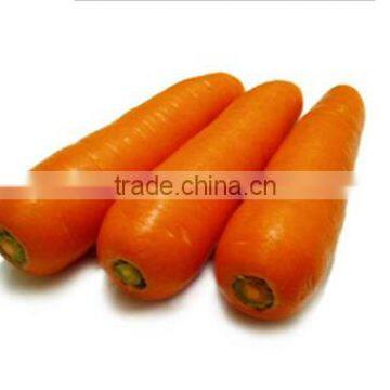 Goodquality Organic Carrot fresh carrot for sale