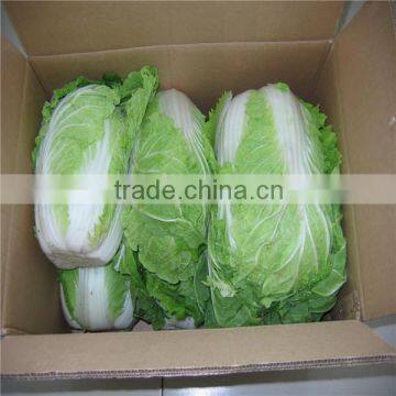 Hot Sale Chinese Big White Long Cabbage photo-6