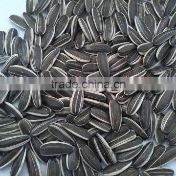 chinese sunflower seed