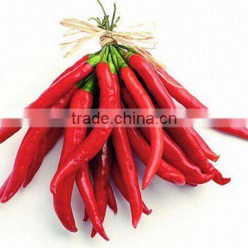 Fresh Red Chilli