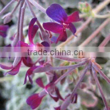 Pelargonium sidoides