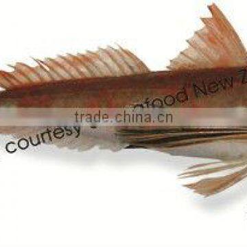 Sashimi Grade New Zealand Gurnard