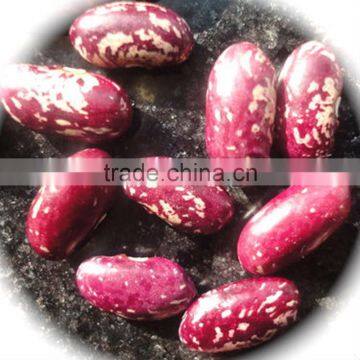 Chinese Purple Speckled Kidney Beans Long Shape