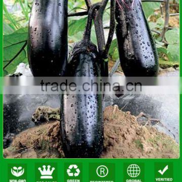 E06 Heiguan early maturity black short eggplant seeds for sales