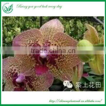 Living Orchids Plants