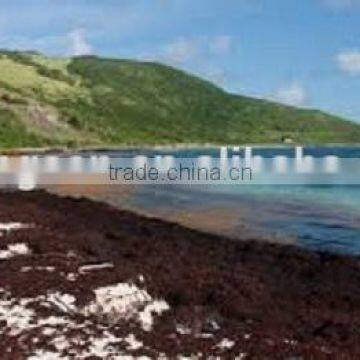 2014 Indonesian Gracilaria Dried Seaweed Price