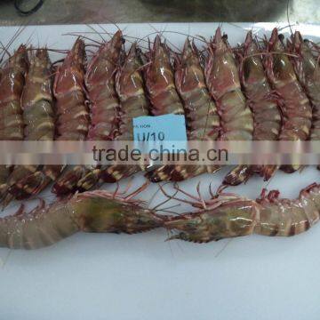 HOSO Sea Tiger Shrimps