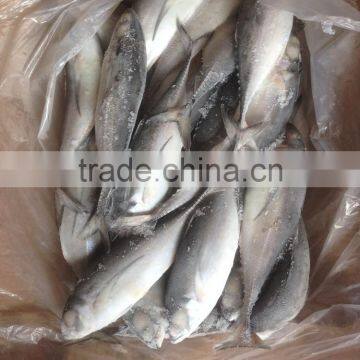 2016 High Quality Seafood Frozen Round Scad photo-2
