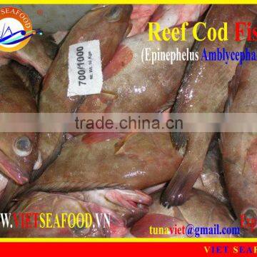 FROZEN REEF COD FISH WHOLE ROUND photo-6