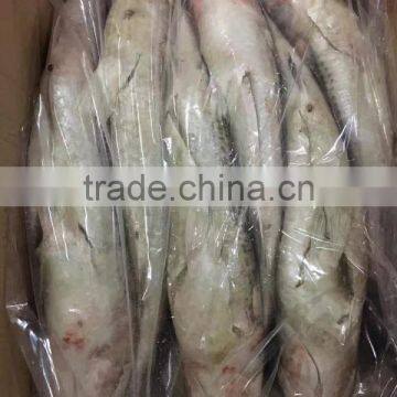 Export Vietnam 1-1.5KG Frozen Gullet Mullet Fish photo-4