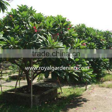 plumeria rubra(Red Frangipani)