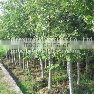 Liriodendron tulipifera in nursery