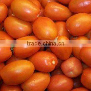 Fresh Tomatoes